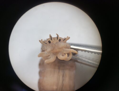 Invert Tuesdays: Tipulidae