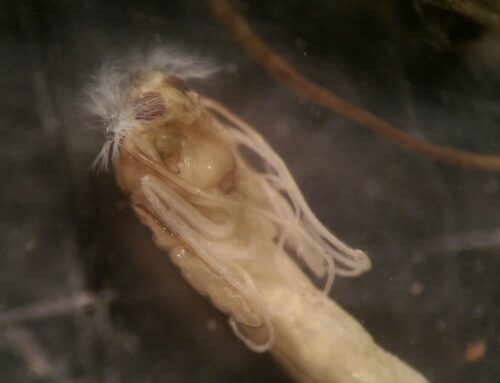 Invert Tuesdays: Bloodworms