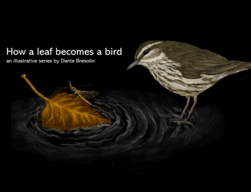 A Leaf Becomes a Bird