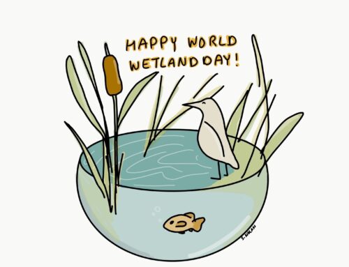 It’s World Wetlands Day!