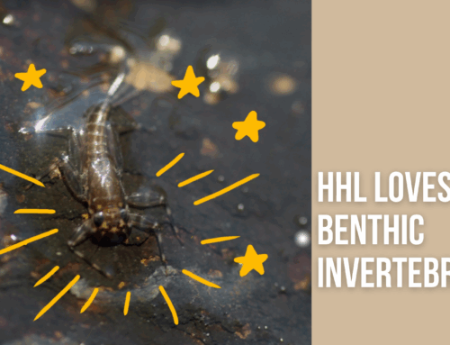 HHL Loves Benthic Invertebrates!